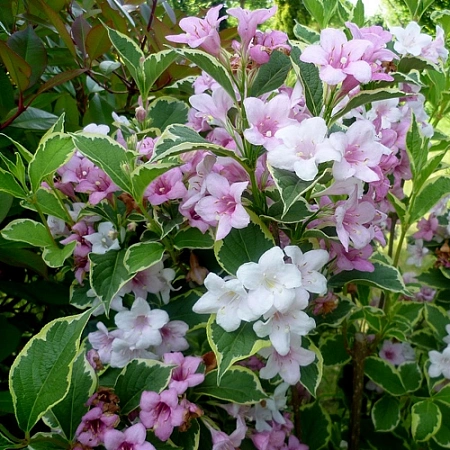 Вейгела Variegata 40-60 см