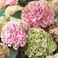 Гортензия крупнолистная Magical Revolution Pink Гортензия крупнолистная Magical Revolution Pink
