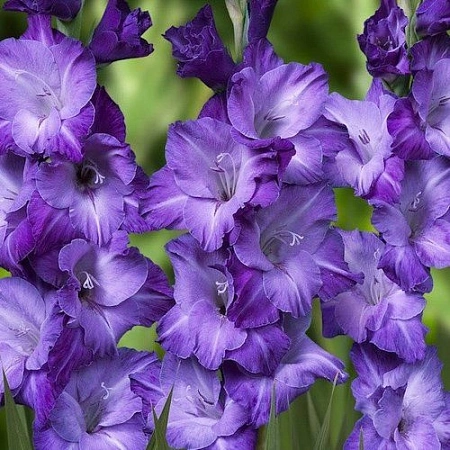 Гладиолус Tropic Blue