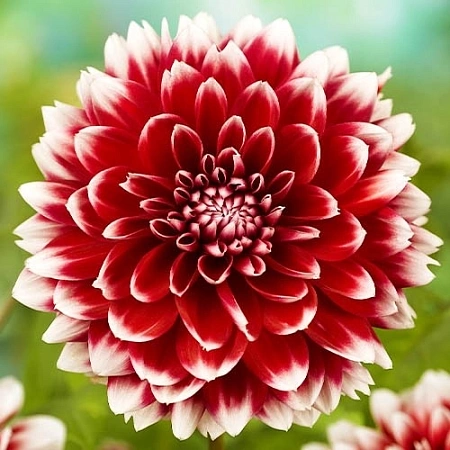 Георгина Red and White Fuduki