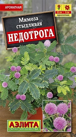 Мимоза Недотрога, 0,1 г