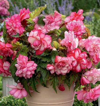 Бегония Pink Wave Бегония Pink Wave