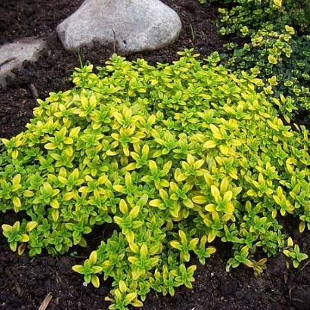 Тимьян лимоннопахнущий