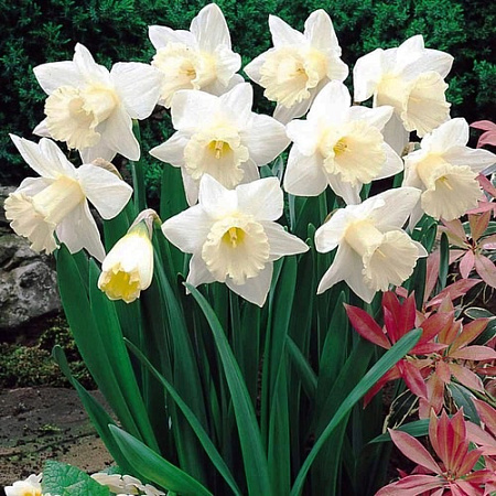 Нарцисс Mount Hood (5 шт. в уп.)