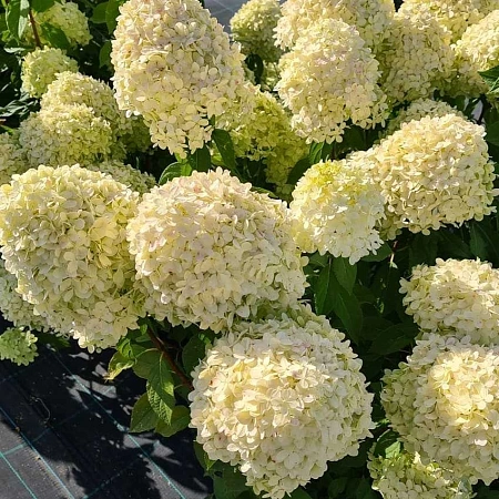 Гортензия Сильвер Доллар (Silver Dollar) метельчатая С3 3-хлетка