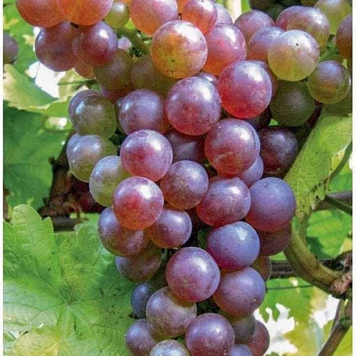 Виноград Рилайнс Виноград Рилайнс