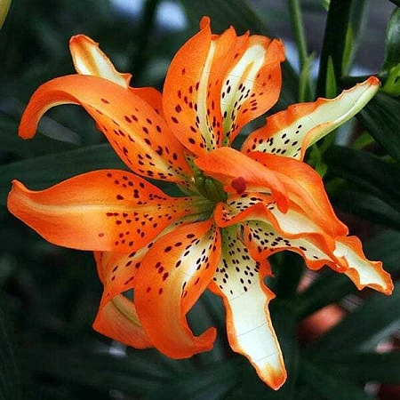 Лилия Must See (уп. 2 шт)