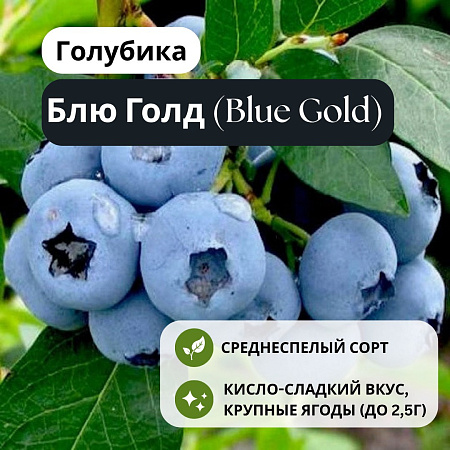 Голубика Блю Голд (Blue Gold) С3 Голубика Блю Голд (Blue Gold) С3