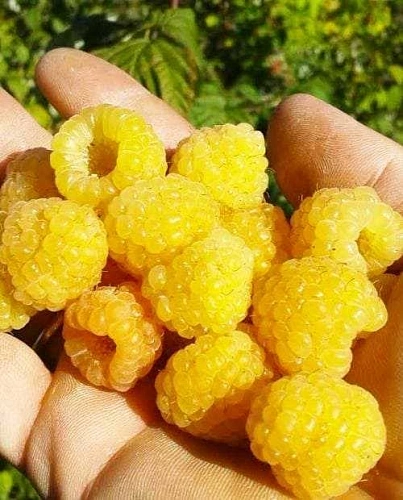 Малина Желтый великан Малина Желтый великан