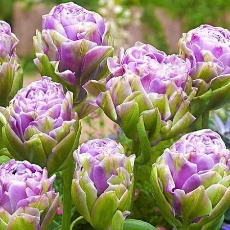 Тюльпан Violet Prana (8 шт. в уп.)