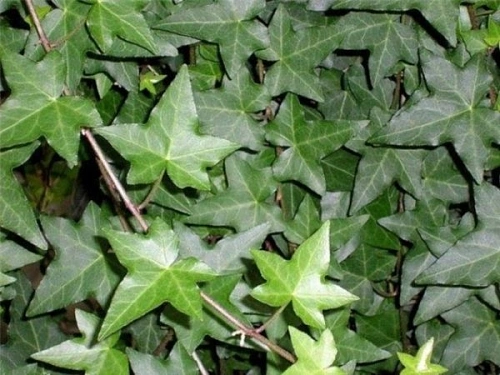 Плющ Крымский Плющ Крымский