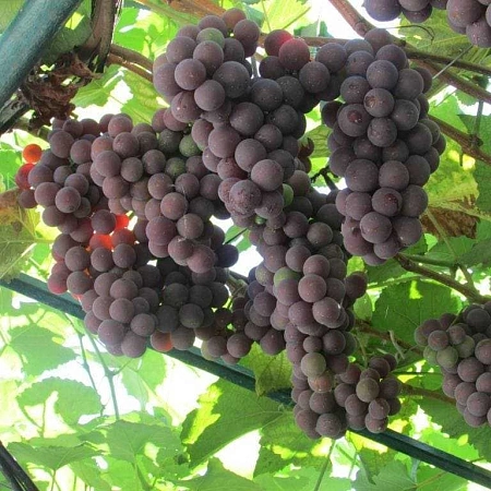 Виноград Конкорд Российский Виноград Конкорд Российский