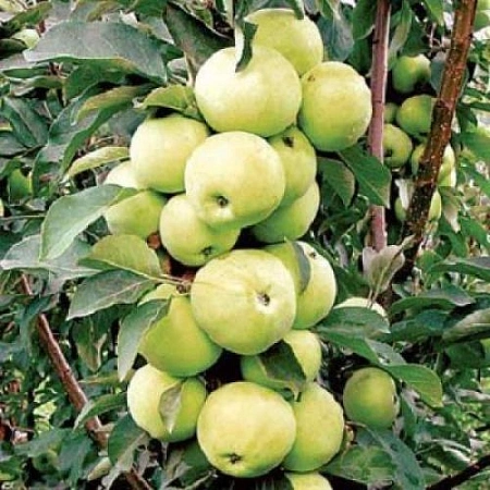 Яблоня Президент (колоновидная)