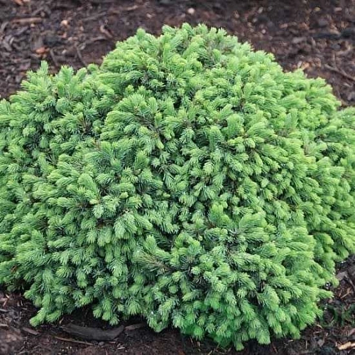 Ель Эхиниформис глаука Ель Эхиниформис глаука