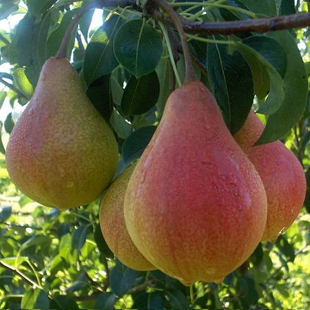 Груша Забава (однолетка) Груша Забава (однолетка)