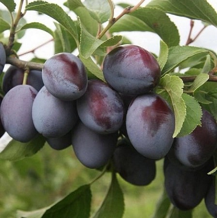 Слива Венгерка белорусская Слива Венгерка белорусская