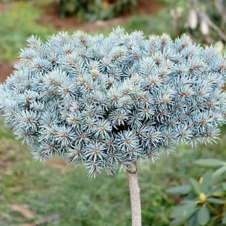 Ель колючая Блаукиссен (Blaue Kissen) на штамбе 40 см С5
