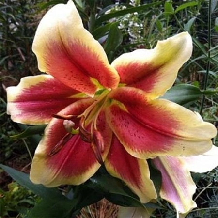 Лилия Holland Beauty