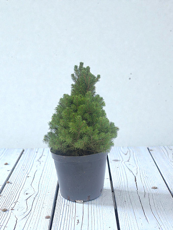 Ель канадская Коника (Conica) 40-50 см копаная в горшке