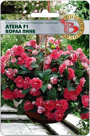 Бальзамин Валлера махровый Антена F1 Корал Пинк, 8 шт (Биотехника) Бальзамин Валлера махровый Антена F1 Корал Пинк, 8 шт (Биотехника)