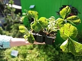 Клубника Мармолада Онебор Клубника Мармолада Онебор
