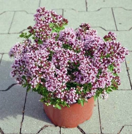 Душица Компактум C2