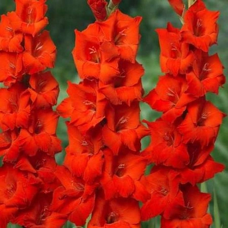 Гладиолус Red Beauty