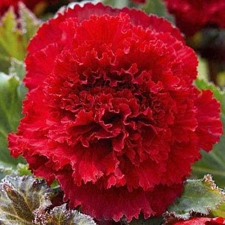 Бегония Fimbriata Dark Red (уп. 2 шт)