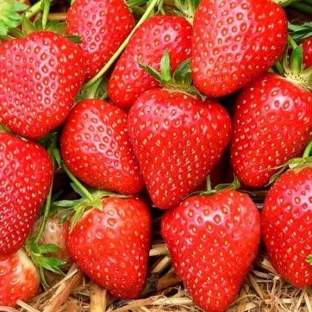 Клубника Элеганс Клубника Элеганс