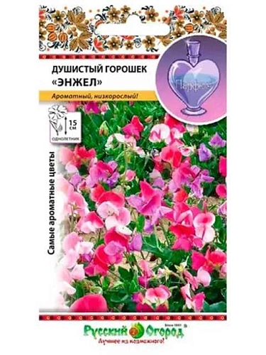 Горошек душистый Энжел однолетник, 6 шт (НК) Горошек душистый Энжел однолетник, 6 шт (НК)