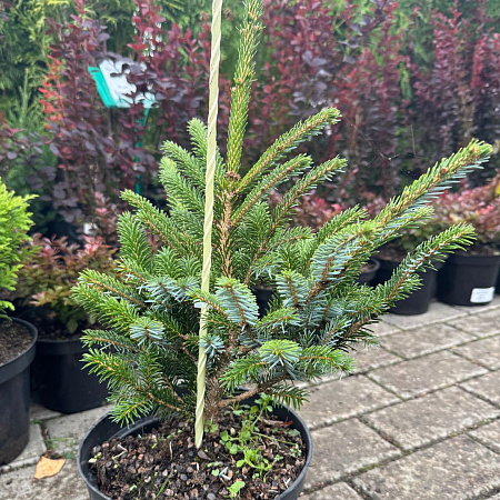 Ель обыкновенная «Биколор» («Bicolor») 30см