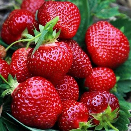 Клубника Прими