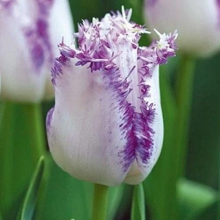 Тюльпан Aria Card (5 шт. в уп.)