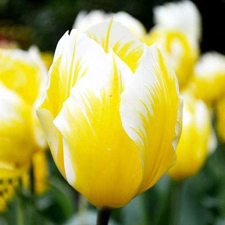 Тюльпан Sweetheart (5 шт. в уп.)