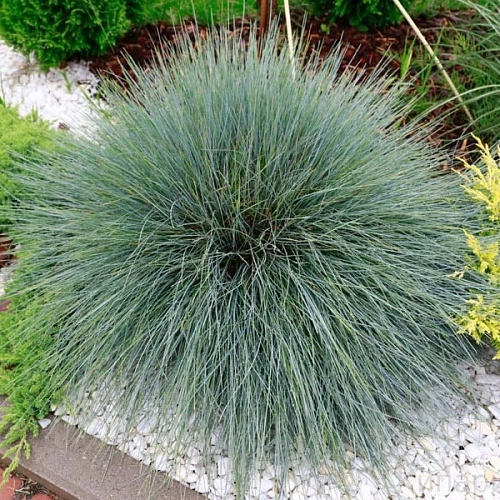 Овсяница Овсяница