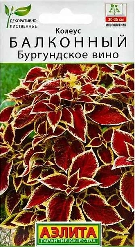 Колеус балконный Бургундское вино, 5 шт (Аэлита) Колеус балконный Бургундское вино, 5 шт (Аэлита)