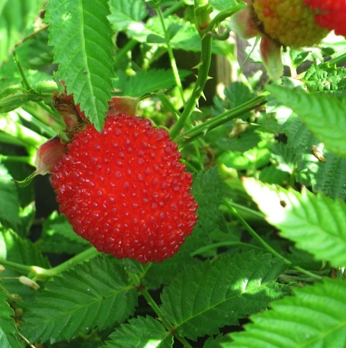 Малина тибетская (розолистная) Малина тибетская (розолистная)