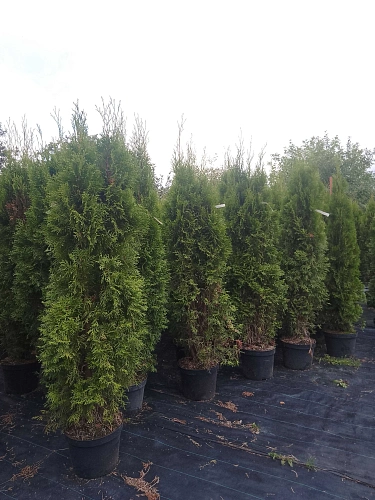 Туя Смарагд (Smaragd) западная 140-160 см Туя Смарагд (Smaragd) западная 140-160 см