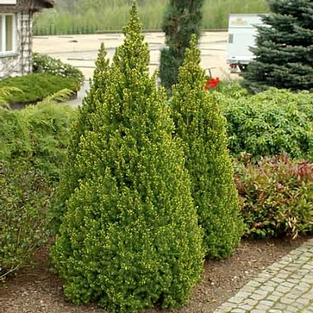 Ель канадская Коника (Conica) 70-100 см