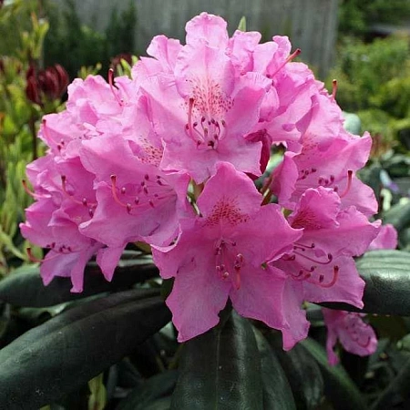 Рододендрон Roseum Elegans C1