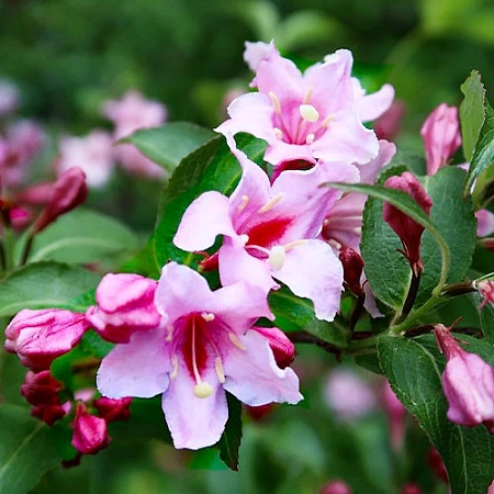 Вейгела Pink Princess
