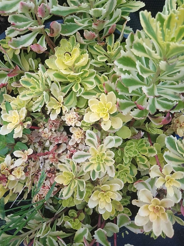 Очиток (Седум) The Edge камчатский Очиток (Седум) The Edge камчатский