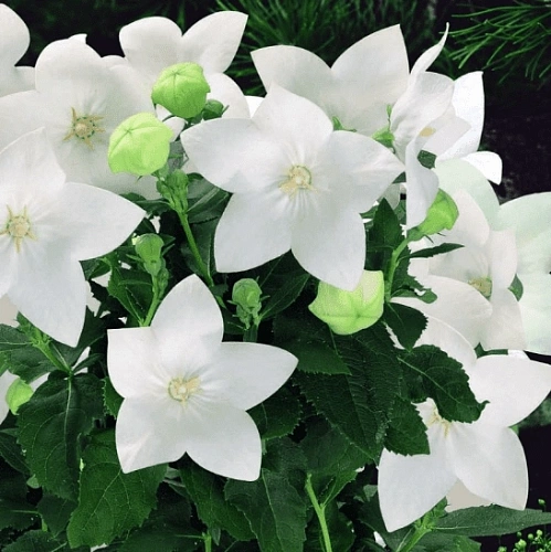 Платикодон, рассада Платикодон, рассада