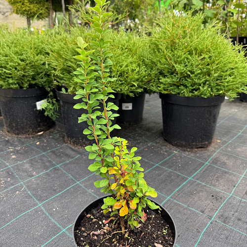 Барбарис Эректа (Erecta) тунберга 20 см Барбарис Эректа (Erecta) тунберга 20 см