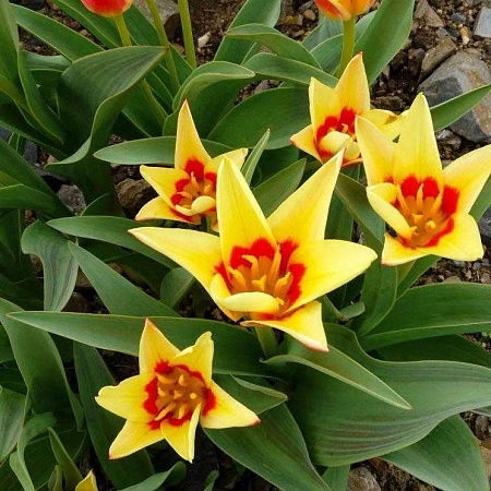 Тюльпан Сorona (10 шт. в уп.)