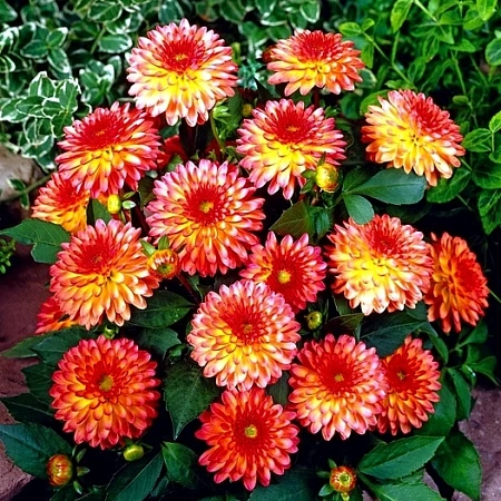 Георгина Delighting Glow (уп. 1 шт)