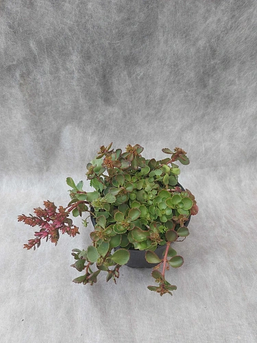 Очиток (Седум) Dragons Blood ложный Очиток (Седум) Dragons Blood ложный