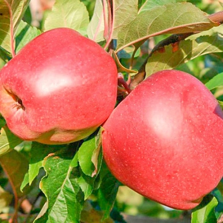 Яблоня Глостер кисло-сладкий Яблоня Глостер кисло-сладкий