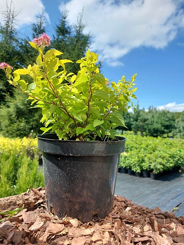 Спирея Golden Princess японская 20 см d.30 см Спирея Golden Princess японская 20 см d.30 см