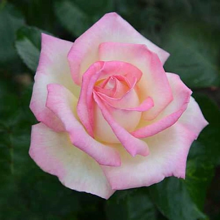 Роза флорибунда Princess of Monaco (горшок С4) Роза флорибунда Princess of Monaco (горшок С4)